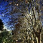 06.06.26 Botanico 005