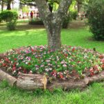 Botanico5