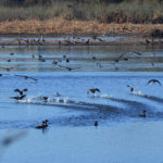 Laguna de las Aves